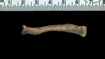 Media type: image;   Mammalogy 51076 Description: Left radius.;